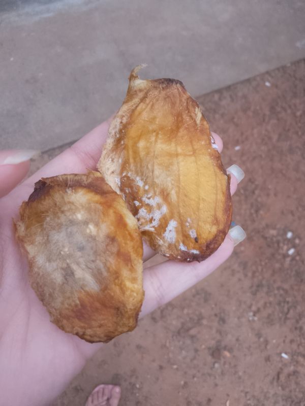 Identificação da planta Jacarandá por foto