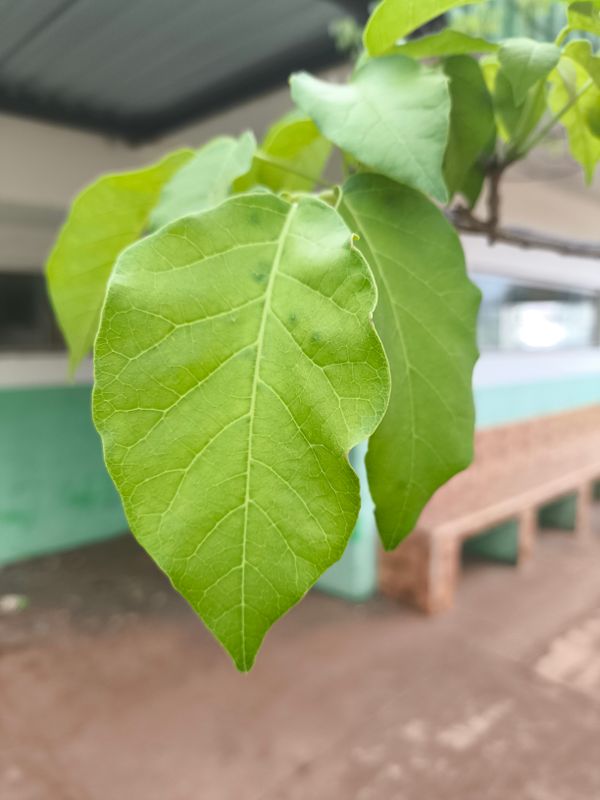 Identificação da planta Ipê-branco por foto