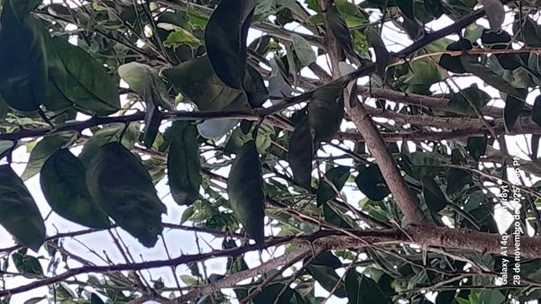 Identificação da planta Limão galego por foto