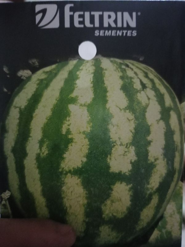 Identificação da planta Melancia por foto