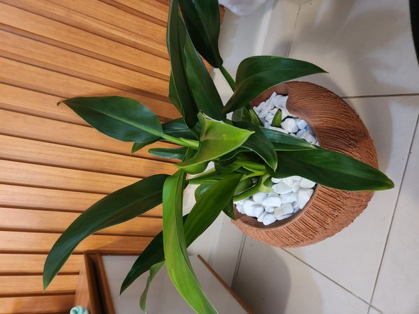 Identificação da planta Pacová por foto