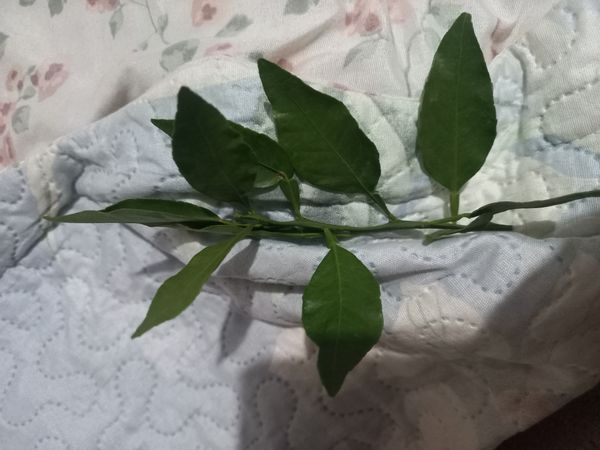 Identificação da planta Pomelo por foto
