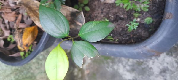 Identificação da planta Canela por foto