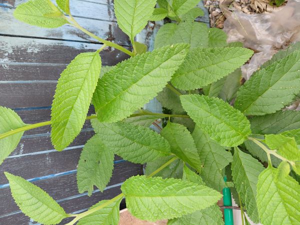 Identificação da planta Erva baleeira por foto