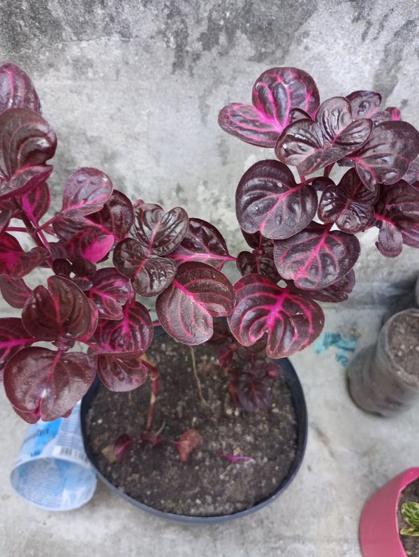 Identificação da planta Bredinho-difuso por foto