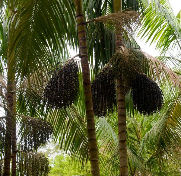 Identificação da planta Açaí-solteiro por foto