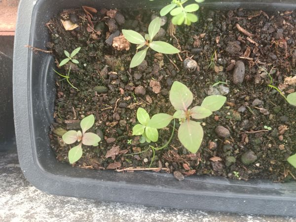Identificação da planta Bredo por foto