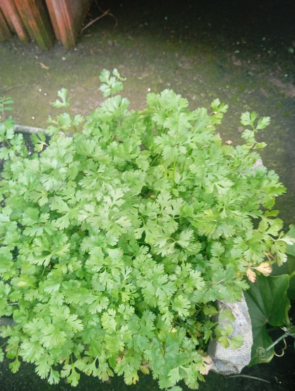 Identificação da planta Coentro por foto