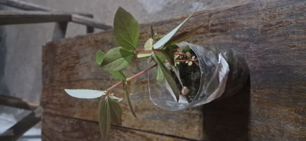 Identificação da planta Erva de Santa luzia por foto
