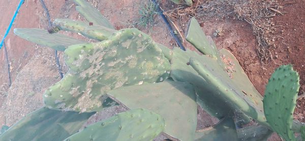 Identificação da planta Palma forrageira por foto