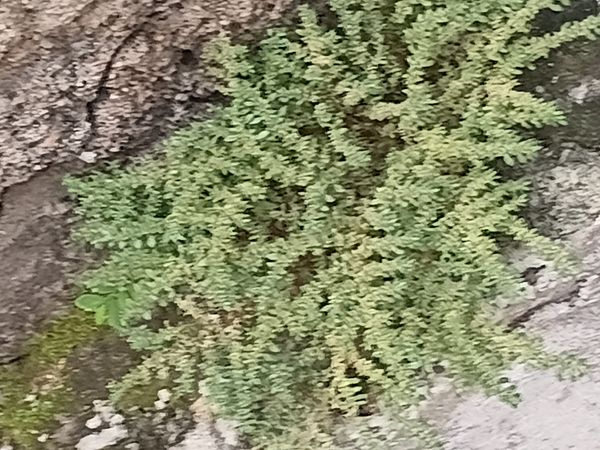 Identificação da planta Cabelo-de-anjo por foto