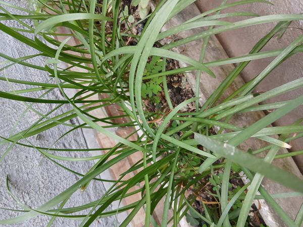 Identificação da planta Lírio-da-chuva por foto