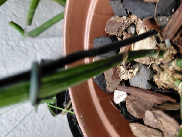 Identificação da planta Jiboia por foto