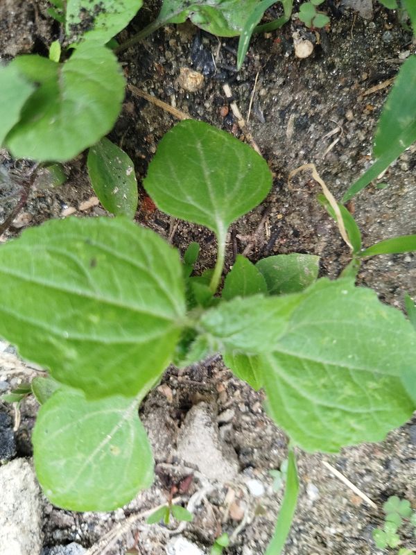 Identificação da planta Picão-branco por foto