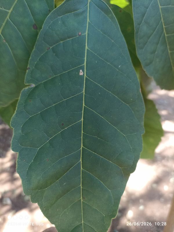 Identificação da planta Ipê Rosa por foto