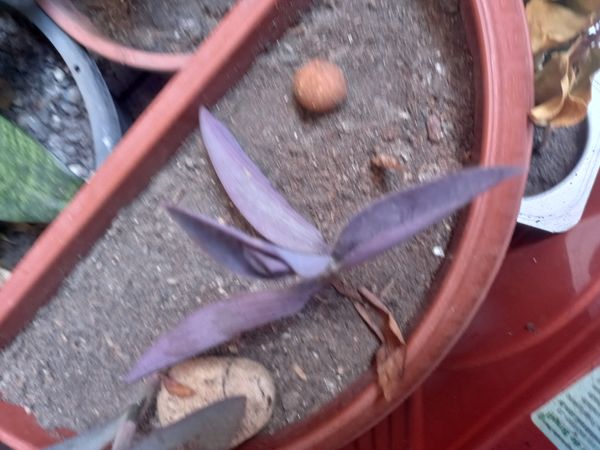 Identificação da planta Trapoeraba-roxa por foto