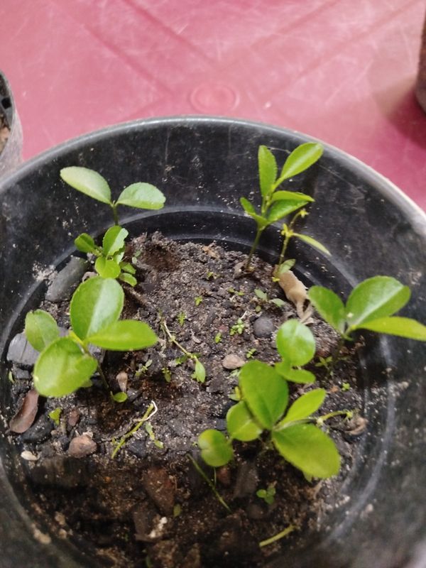 Identificação da planta Combava - mutação por foto