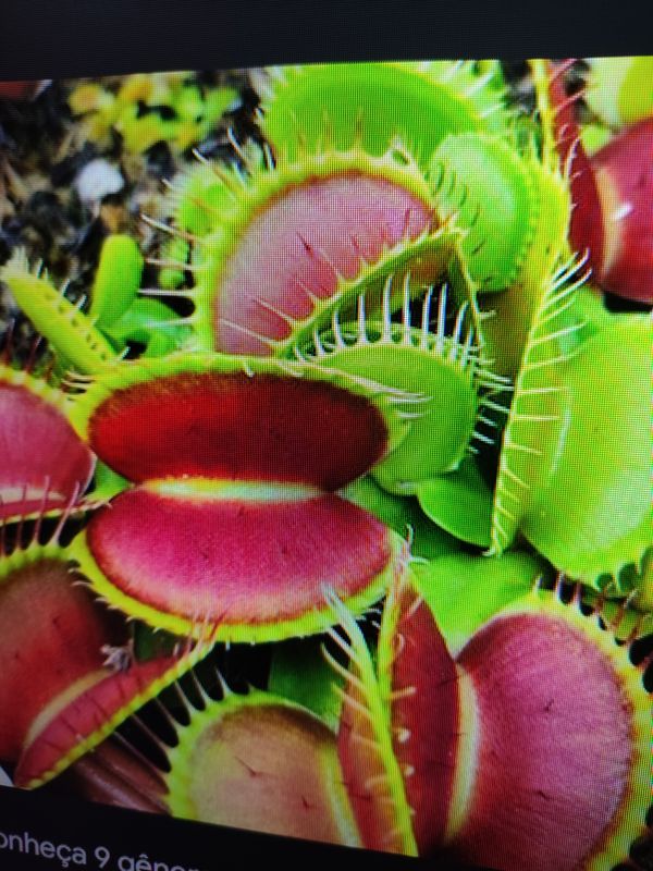 Identificação da planta Vênus-papa-moscas por foto