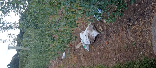 Identificação da planta Maçã por foto