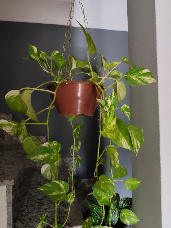 Identificação da planta Jiboia por foto