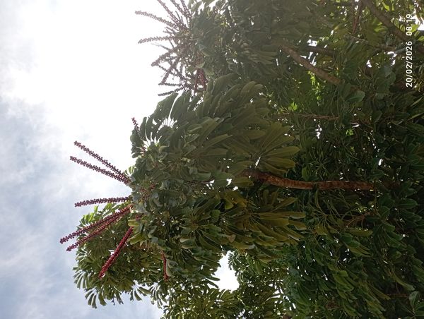 Identificação da planta Árvore guarda-chuva por foto
