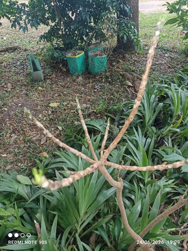 Identificação da planta Jasmim-manga por foto