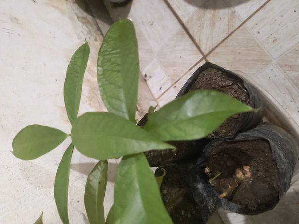 Identificação da planta Jambo por foto