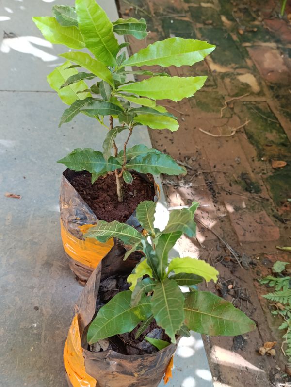 Identificação da planta Louro-pardo por foto