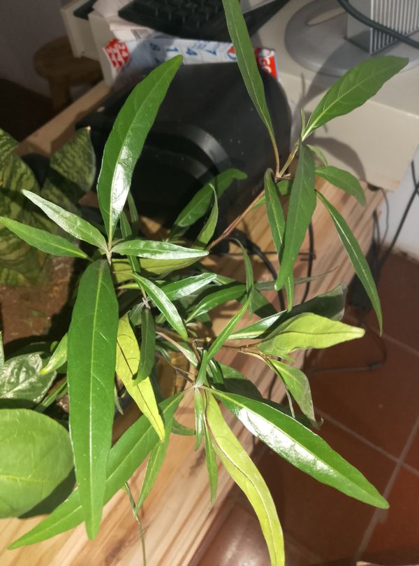Identificação da planta Abre caminho por foto