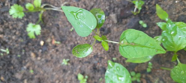 Identificação da planta camapu por foto