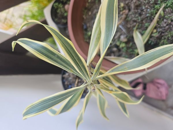 Identificação da planta Pleomele por foto