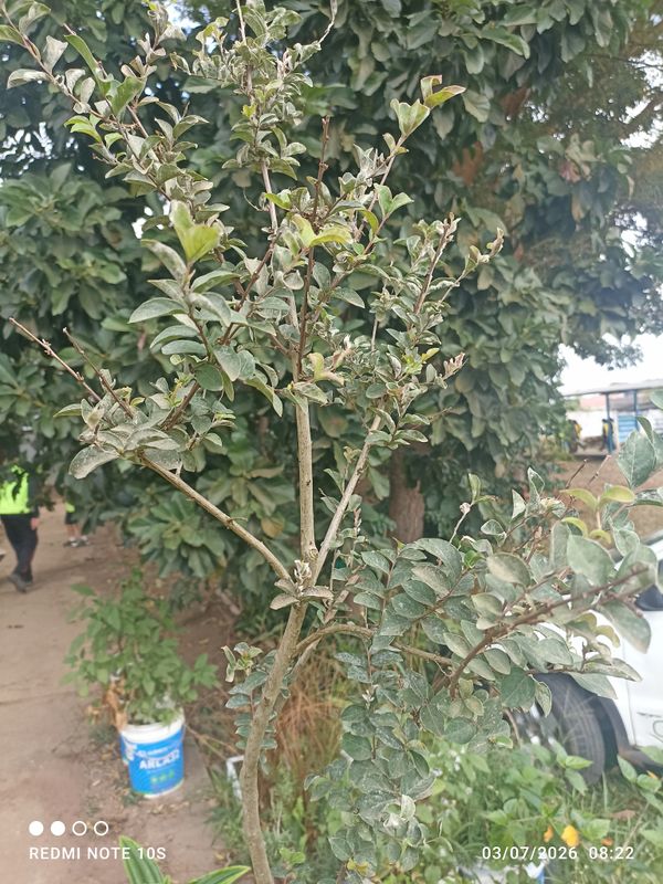 Identificação da planta Acerola por foto
