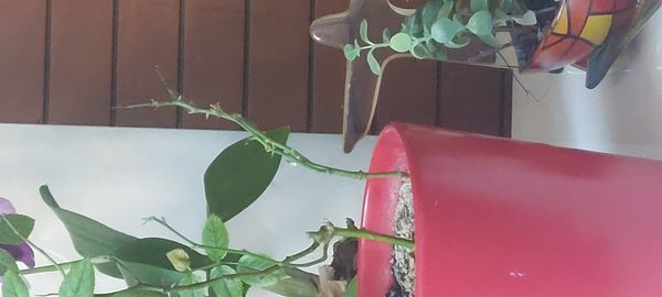 Identificação da planta Rosa Menina por foto