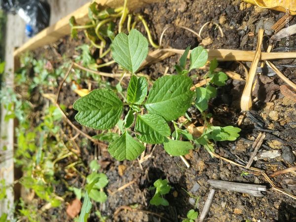 Identificação da planta Breudo por foto