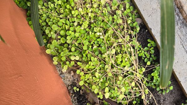 Identificação da planta Dinheiro em penca por foto
