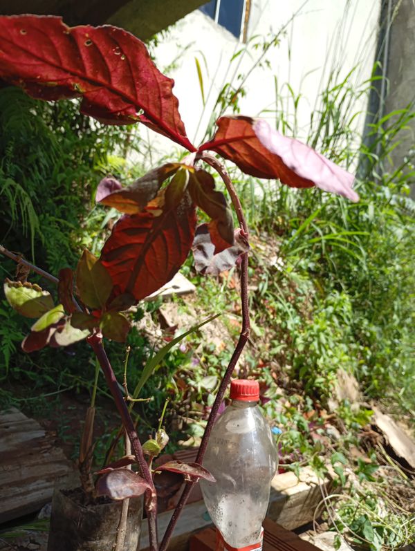 Identificação da planta Penicuíca por foto