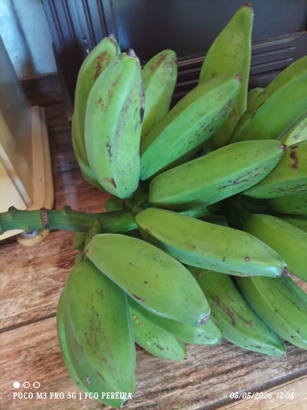 Identificação da planta Bananeira por foto