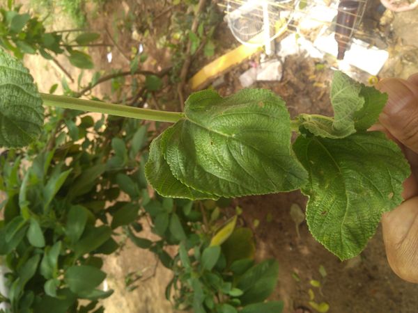 Identificação da planta Cidreira por foto