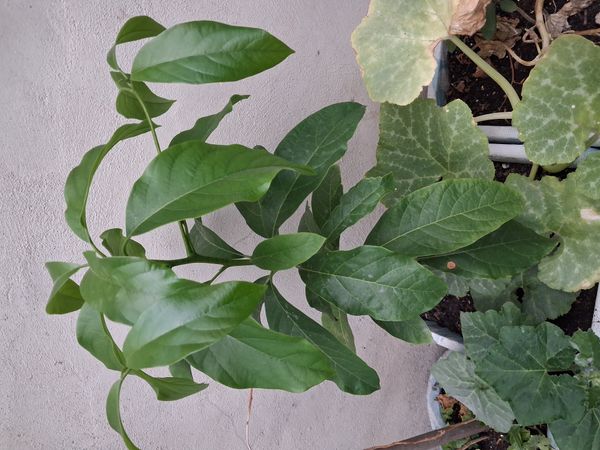 Identificação da planta Abacate por foto