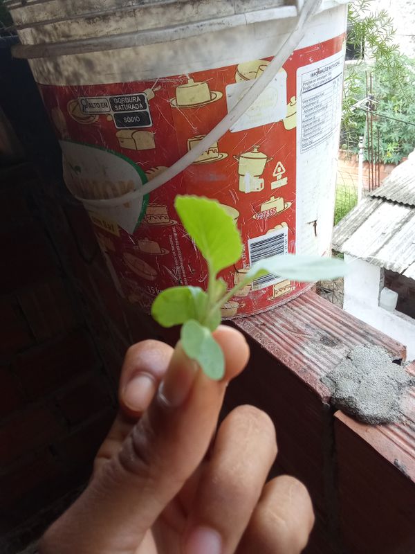 Identificação da planta Coração-de-galinha por foto