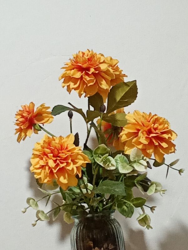 Identificação da planta Dália por foto