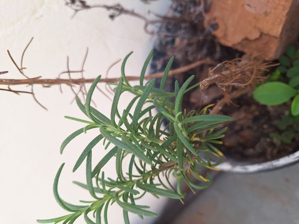 Identificação da planta Alecrim por foto