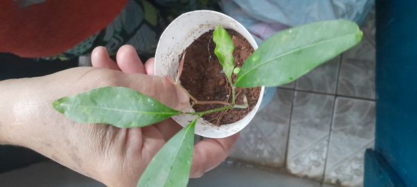 Identificação da planta Lichia por foto