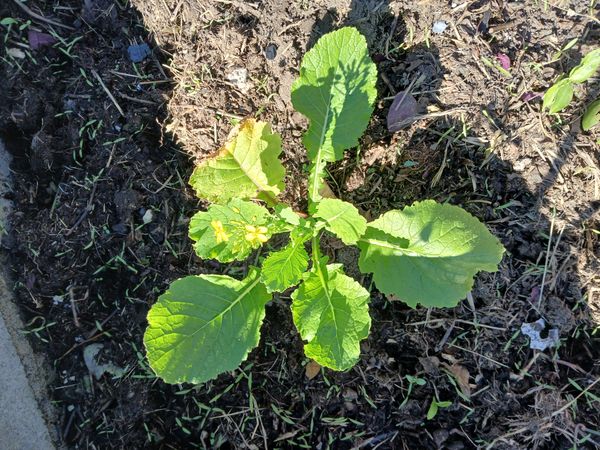 Identificação da planta Mostarda por foto