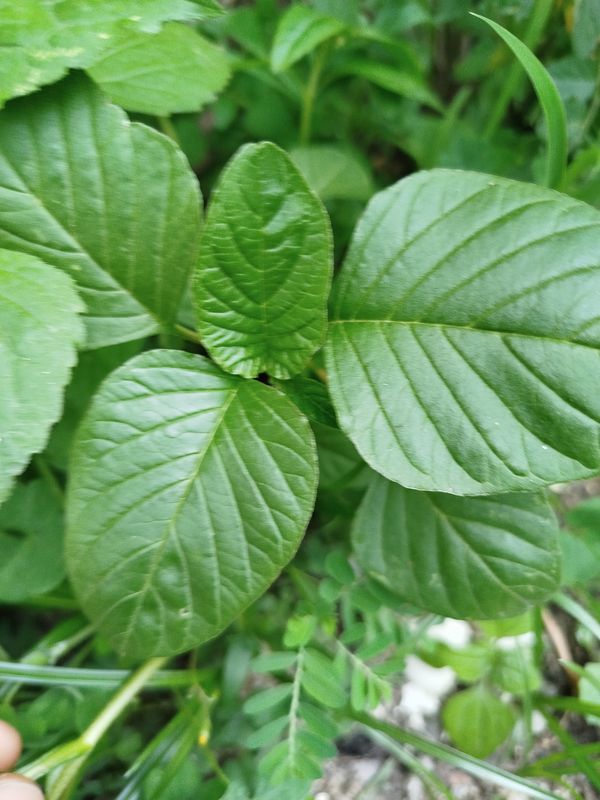 Identificação da planta Breudo por foto