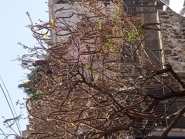 Identificação da planta Ipê-amarelo por foto