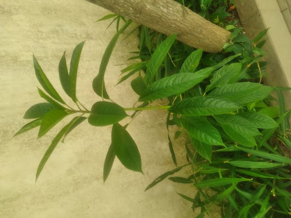 Identificação da planta Leiteiro por foto
