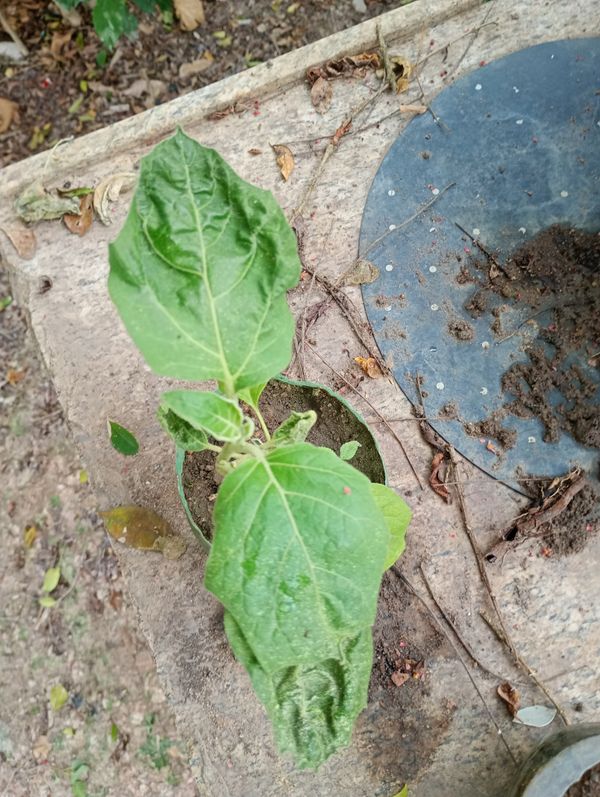 Identificação da planta Berinjela por foto