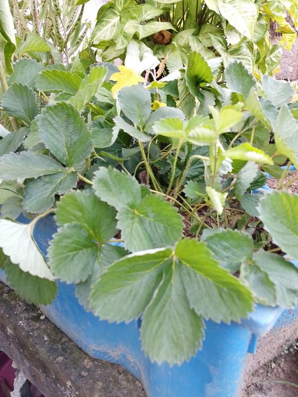 Identificação da planta morangueiro por foto