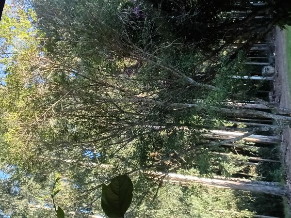 Identificação da planta urze por foto